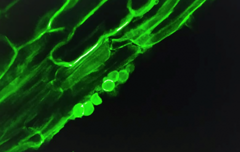 2 Spore e micelio di Serendipita indica dentro la radice_micrscopio a fluorescenza