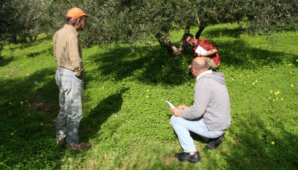 Boosting the sustainability of the olive sector in the Mediterranean basin  | Scuola Superiore Sant'Anna