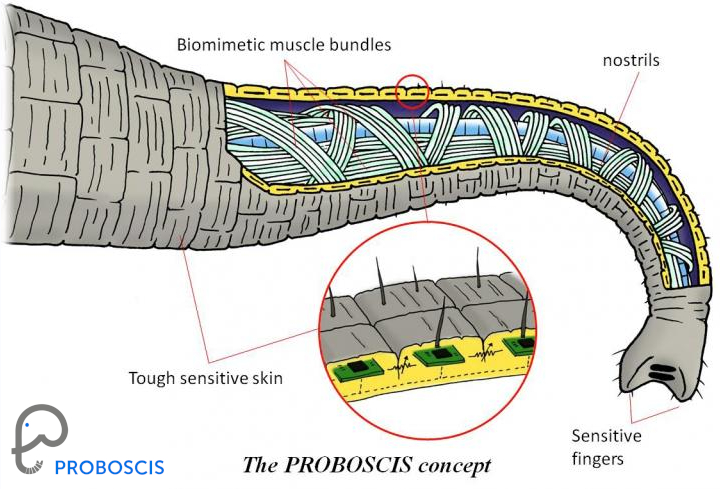 Logo progetto proboscis