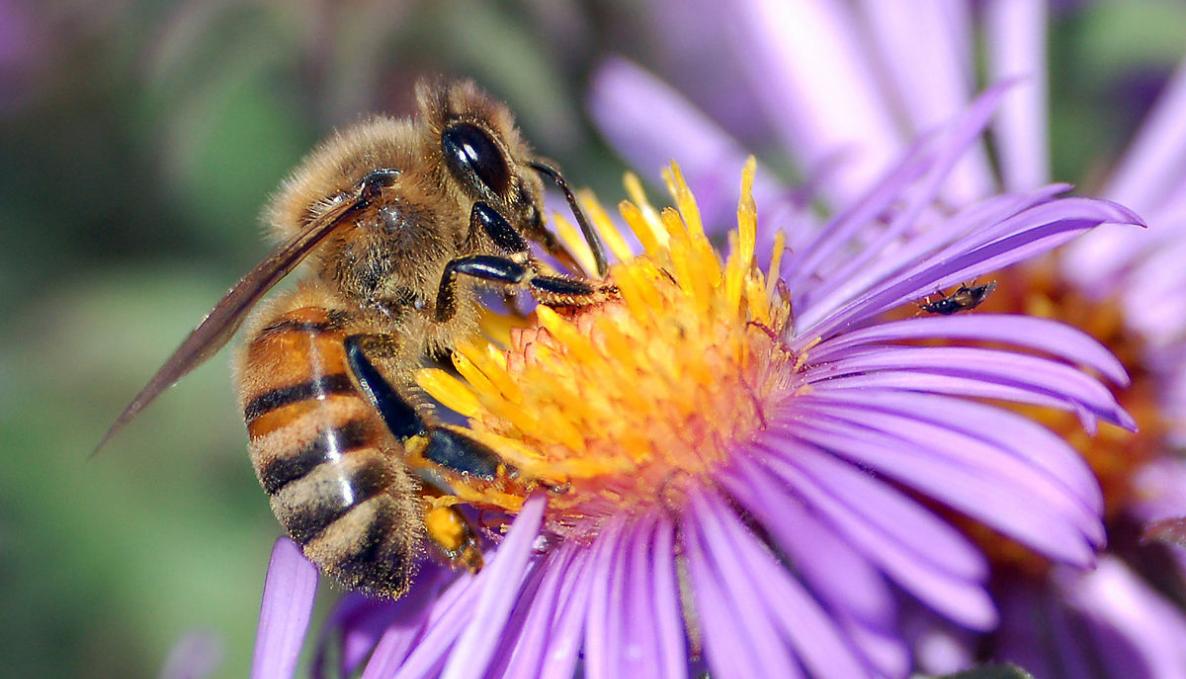Image for 1200px-european_honey_bee_extracts_nectar.jpg
